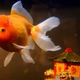 Illustration for article titled Which Birth Control Is Best For Fish?